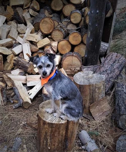Image of Zachary, one of my dogs, at the wood shed.
