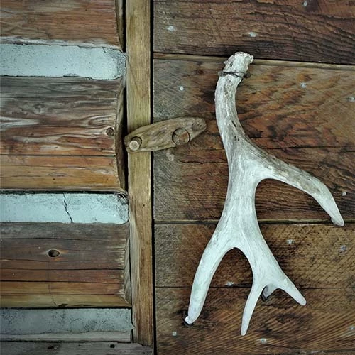 Image of the cabin's antler bone door handle.